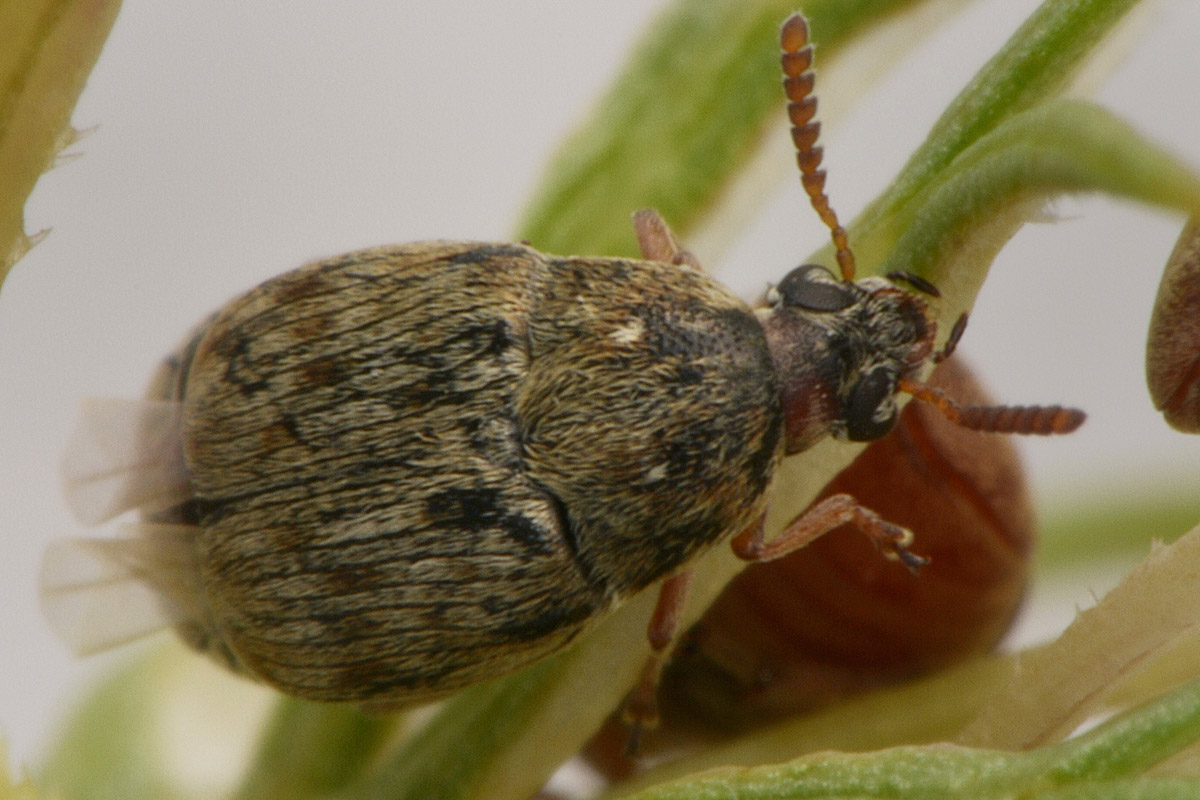 Bruchidius terrenus (cfr.)